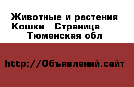 Животные и растения Кошки - Страница 10 . Тюменская обл.